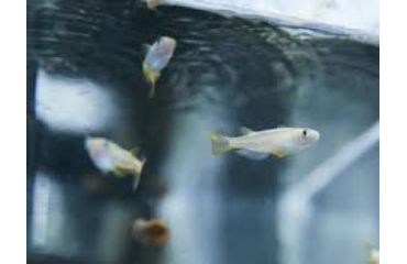 Peștii, sensibili la antidepresivele din apă